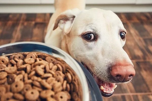 狗狗一天吃几顿饭才是正确的喂养？？