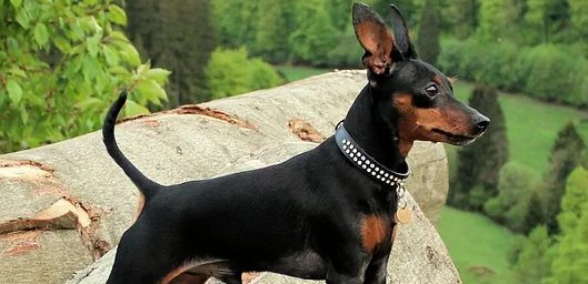 十大便宜好养的小型犬