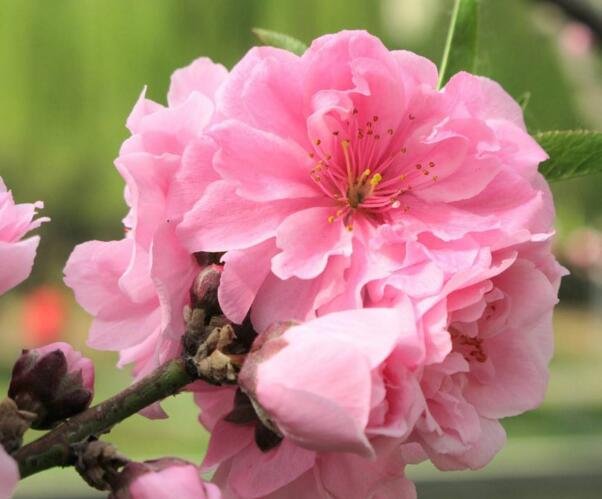 樱花的开花时间