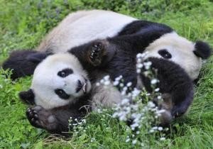 大熊猫的信息,越长越好。