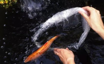 放生时应怎样说