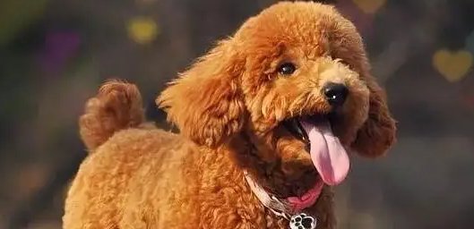 十大便宜好养的小型犬