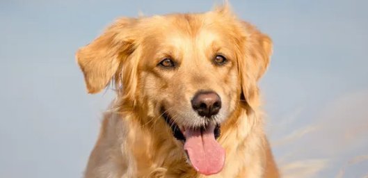 十大便宜好养的小型犬
