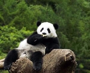 大熊猫的信息,越长越好。