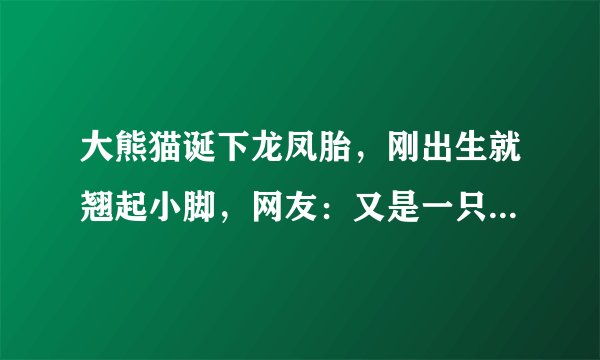 大熊猫诞下龙凤胎，刚出生就翘起小脚，网友：又是一只功夫熊猫
