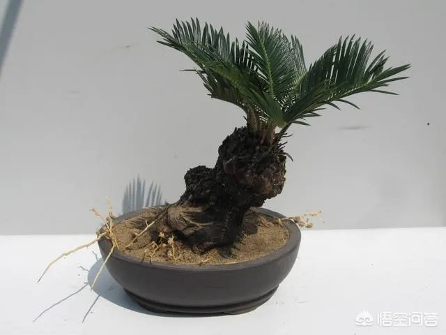 中国花卉盆景铁树到底该如何养?