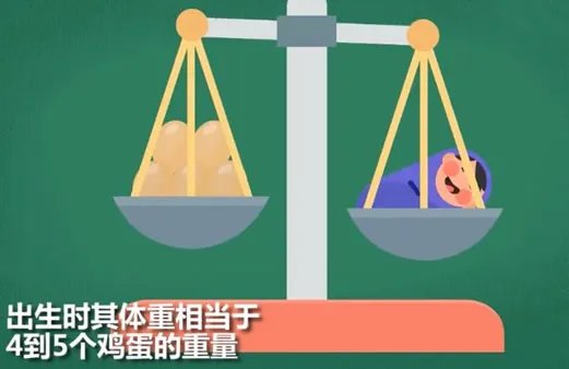 世界最小男婴有多小及照片:详情真相曝光(图)