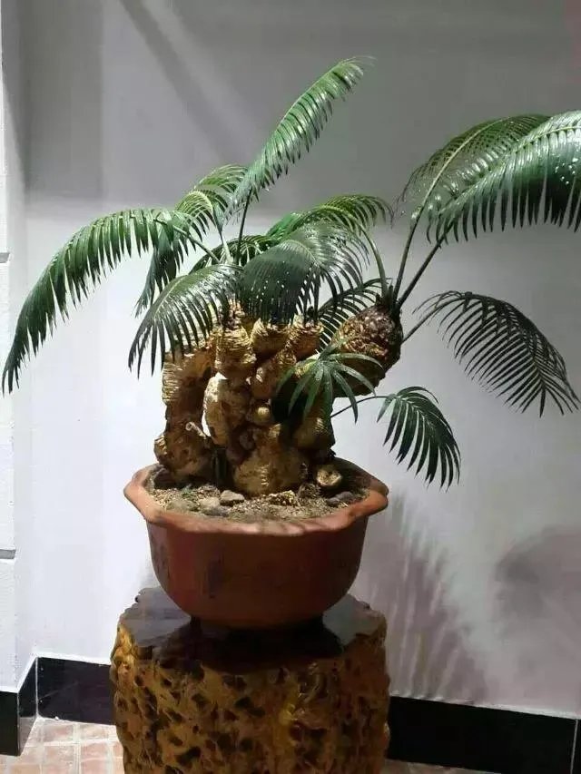 中国花卉盆景铁树到底该如何养?