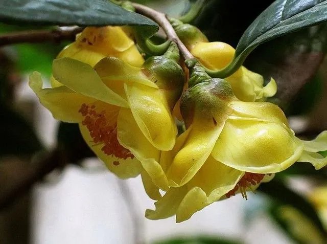 植物熊猫之称的是什么？