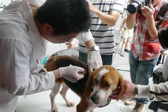 幼犬疫苗多少钱