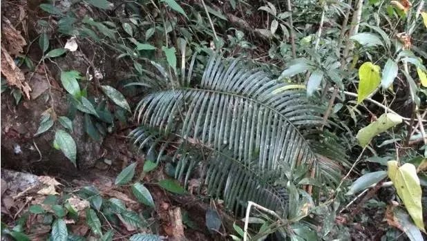 中国花卉盆景铁树到底该如何养?