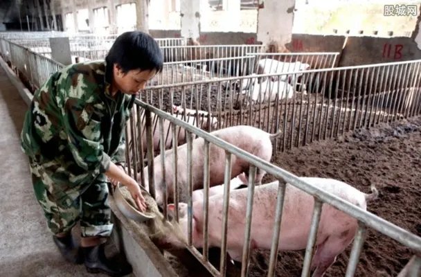 美国超千万猪或安乐死 全美养猪户将损失50亿美元