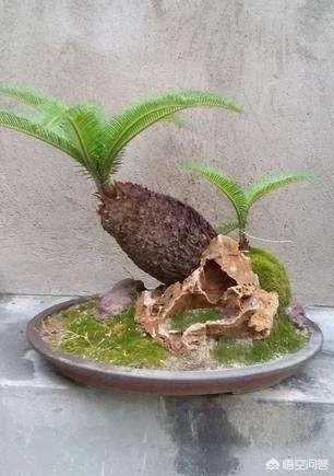 中国花卉盆景铁树到底该如何养?