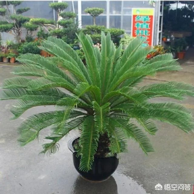 中国花卉盆景铁树到底该如何养?