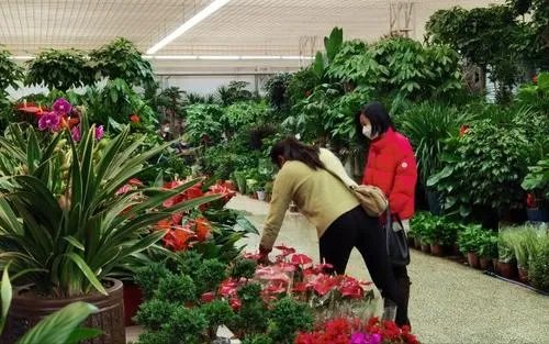 鲜花价格猛涨,是什么因素导致的?