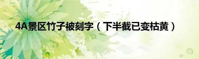 4A景区竹子被刻字（下半截已变枯黄）