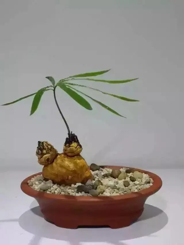 中国花卉盆景铁树到底该如何养?
