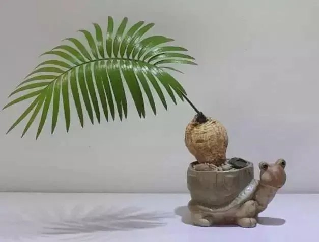 中国花卉盆景铁树到底该如何养?