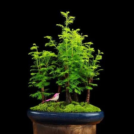 植物熊猫之称的是什么？