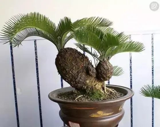 中国花卉盆景铁树到底该如何养?