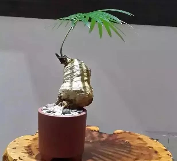 中国花卉盆景铁树到底该如何养?