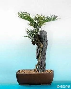 中国花卉盆景铁树到底该如何养?