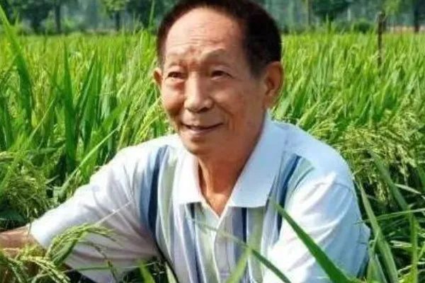 袁隆平在病危之际还关心稻子长势,稻子对于袁隆平意味着什么?