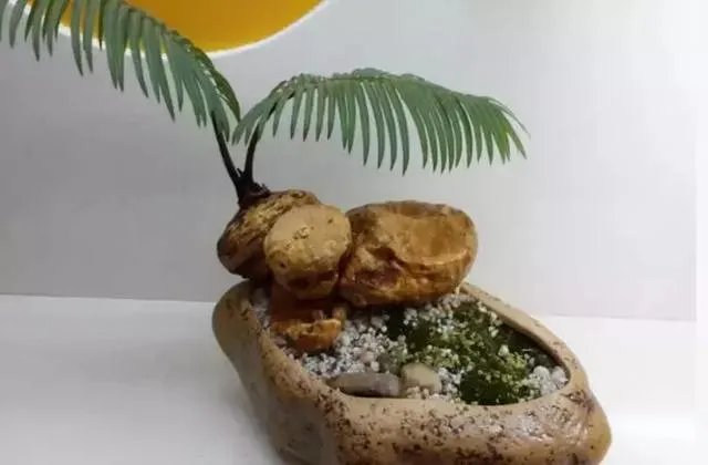 中国花卉盆景铁树到底该如何养?