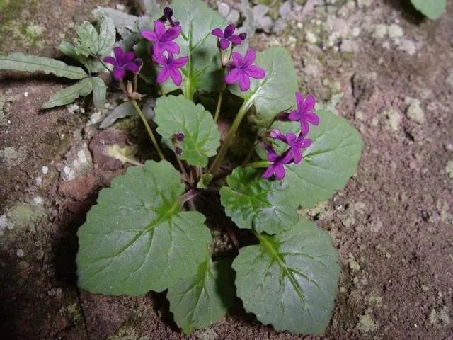 植物熊猫之称的是什么？