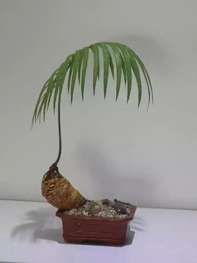 中国花卉盆景铁树到底该如何养?
