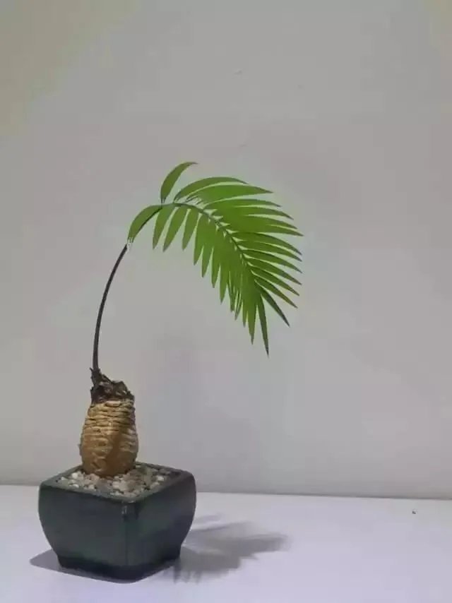 中国花卉盆景铁树到底该如何养?