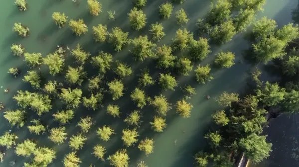 三峡库区再现水中森林,这一美景是如何形成的?