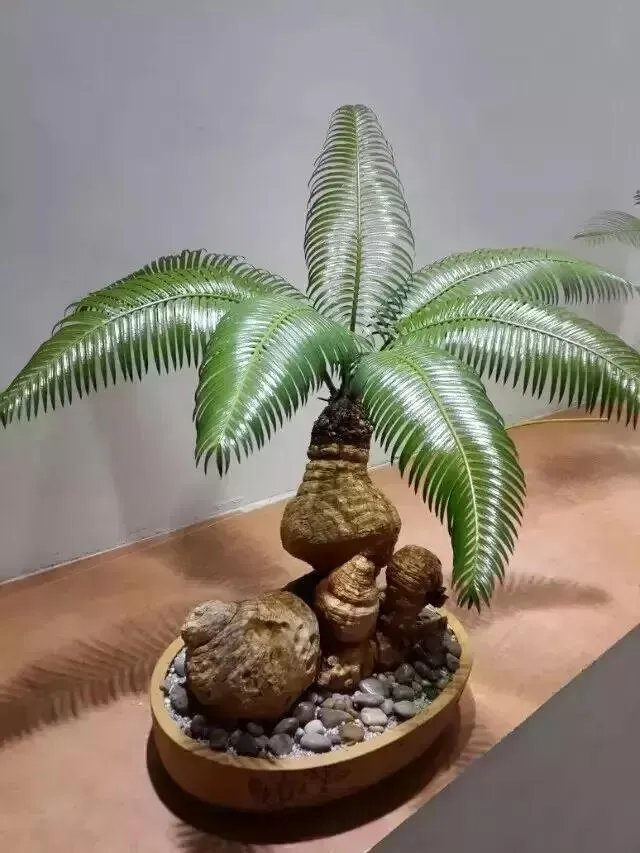 中国花卉盆景铁树到底该如何养?