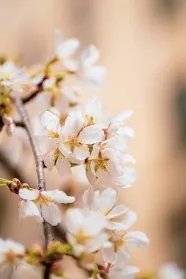 小蝌蚪视频app无限次下载安装无限看 - 丝瓜ios出，观看新预告片