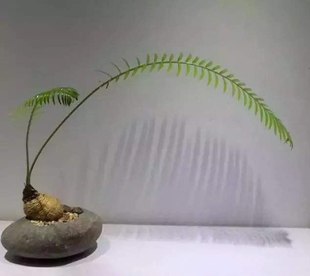 中国花卉盆景铁树到底该如何养?