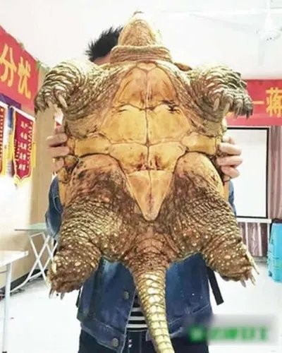 两千年前古墓挖出千年神龟真相揭晓(图)
