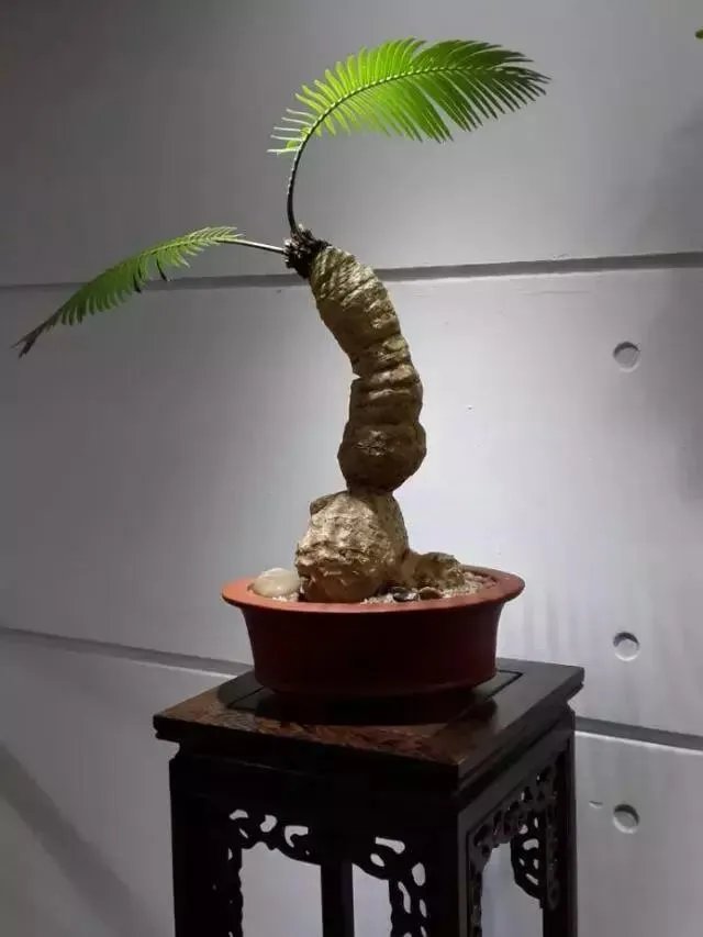 中国花卉盆景铁树到底该如何养?