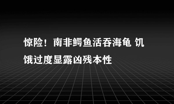 惊险！南非鳄鱼活吞海龟 饥饿过度显露凶残本性