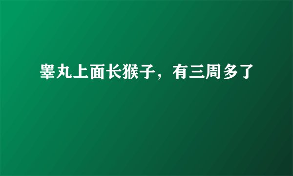 睾丸上面长猴子，有三周多了