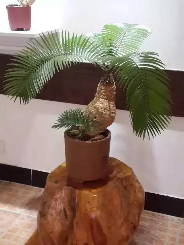 中国花卉盆景铁树到底该如何养?