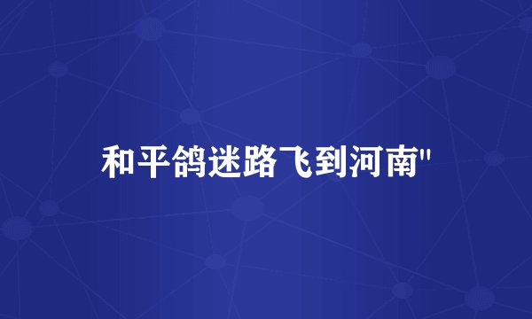 和平鸽迷路飞到河南