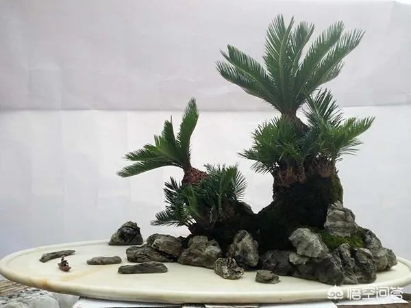 中国花卉盆景铁树到底该如何养?