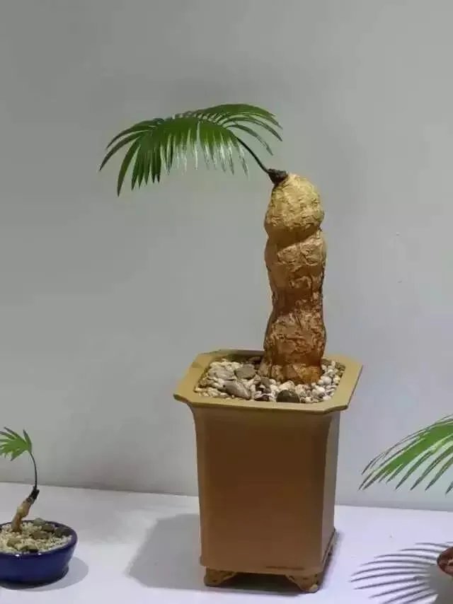 中国花卉盆景铁树到底该如何养?