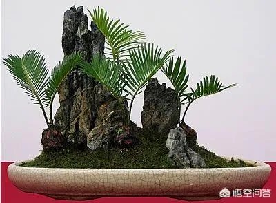 中国花卉盆景铁树到底该如何养?