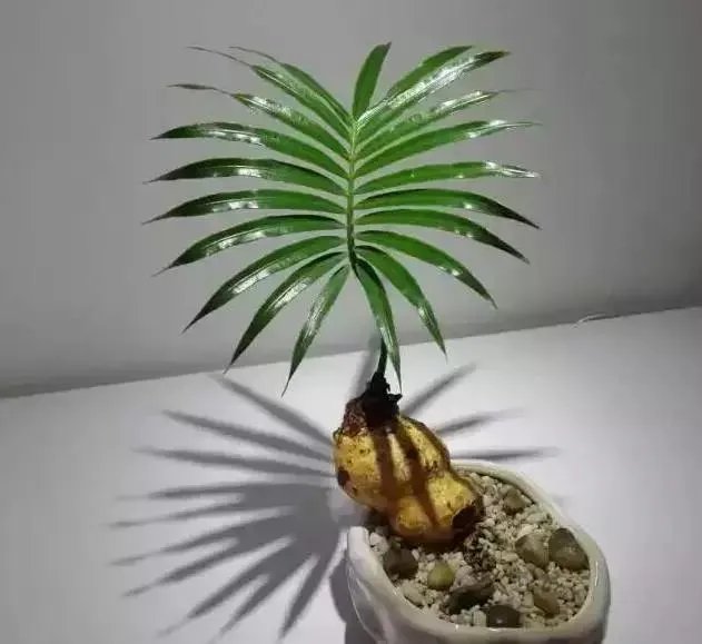 中国花卉盆景铁树到底该如何养?