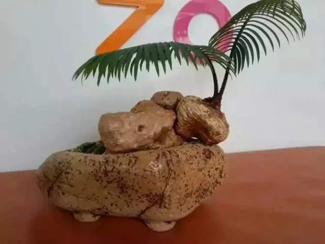 中国花卉盆景铁树到底该如何养?