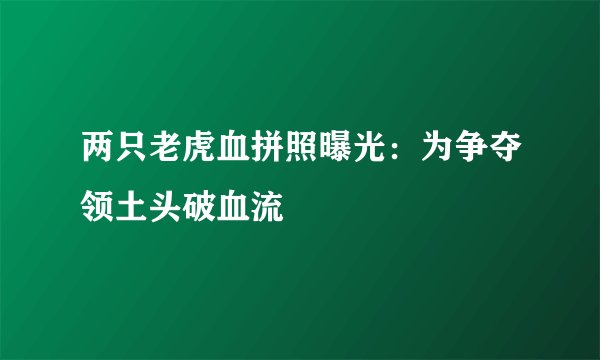 两只老虎血拼照曝光：为争夺领土头破血流