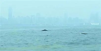 青岛三浴近海鲸鱼出没，鲸鱼出现的原因是什么？