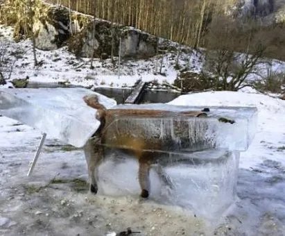 狐狸掉河冻成冰雕是怎么回事?