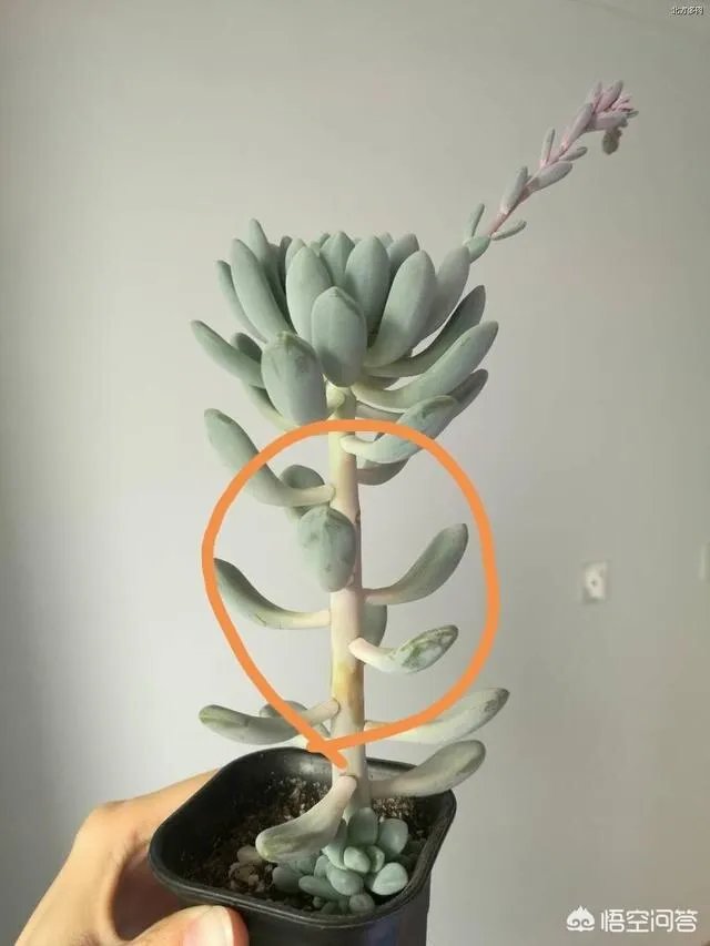 多肉新手,有哪些一定要知道的入门小知识?